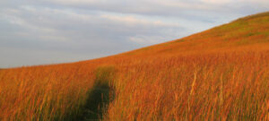 Mount Mitchell red grass