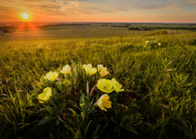 Lovely yellow flowers