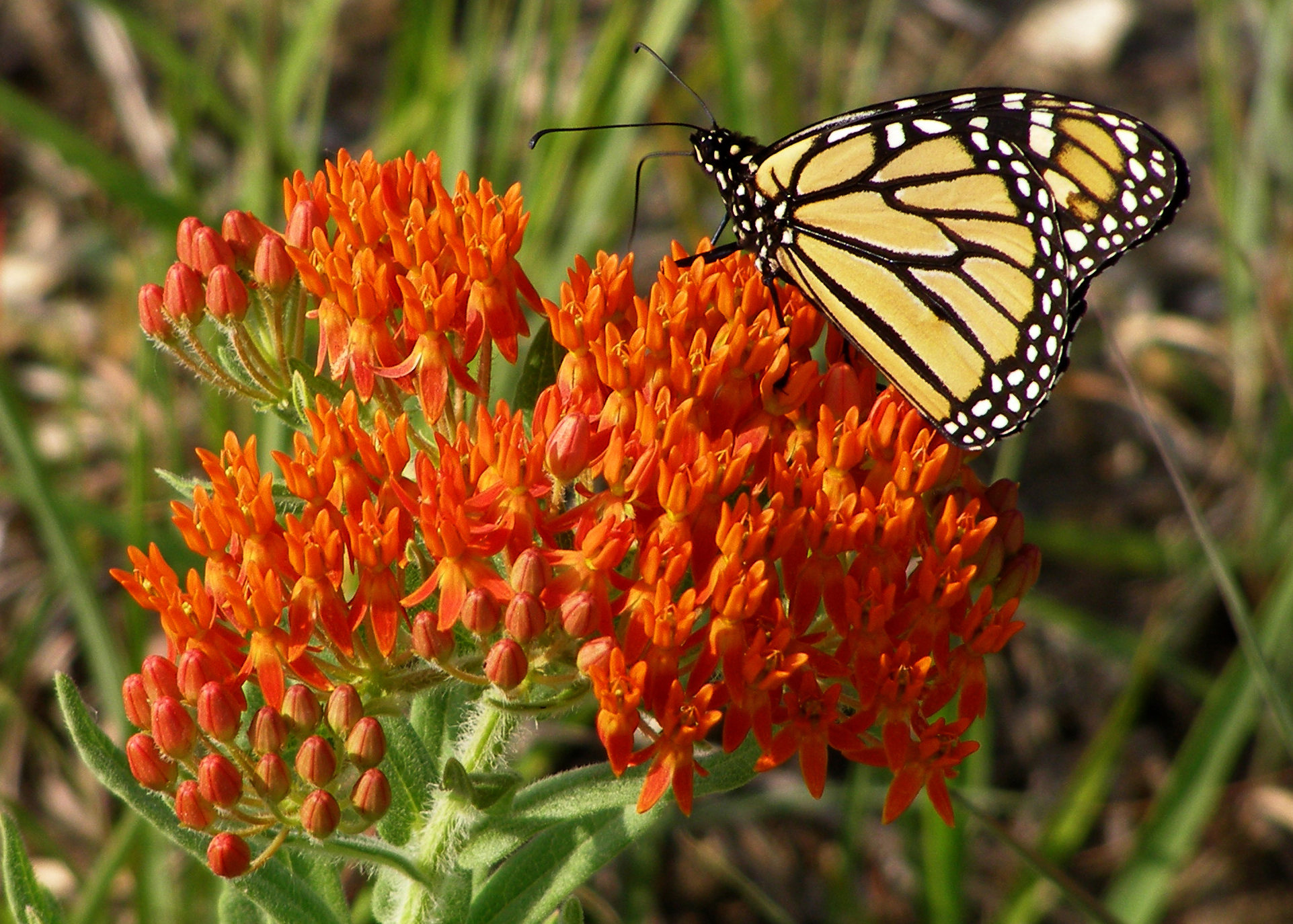 Closeup photo of a lovely monarch butterfly at Mount Mitchell Prairie.