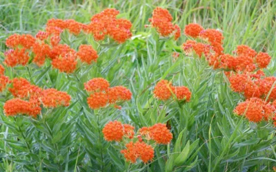 Dear Prairie Guards and Friends of the Mount Mitchell Heritage Prairie Park