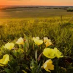 Sunset casting golden reddish light over the prairie with yellow flowers in the foreground