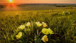 Sunset casting golden reddish light over the prairie with yellow flowers in the foreground