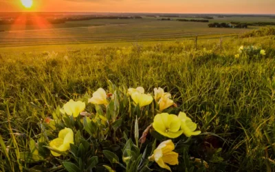 EXCITING GRANT OPPORTUNITY