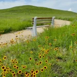Bench facing a path with a mountain in the background and yellow flowers with dark brown centers blooming in the foreground