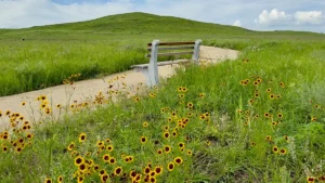 Bench facing a path with a mountain in the background and yellow flowers with dark brown centers blooming in the foreground