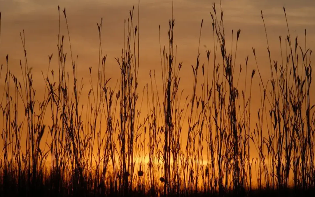 20th Anniversary Mitchell Farm and Prairie Celebration
