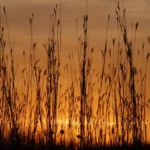 Silhouetted prairie grass bending against an orange sunset with streaked clouds