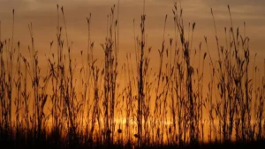Silhouetted prairie grass bending against an orange sunset with streaked clouds