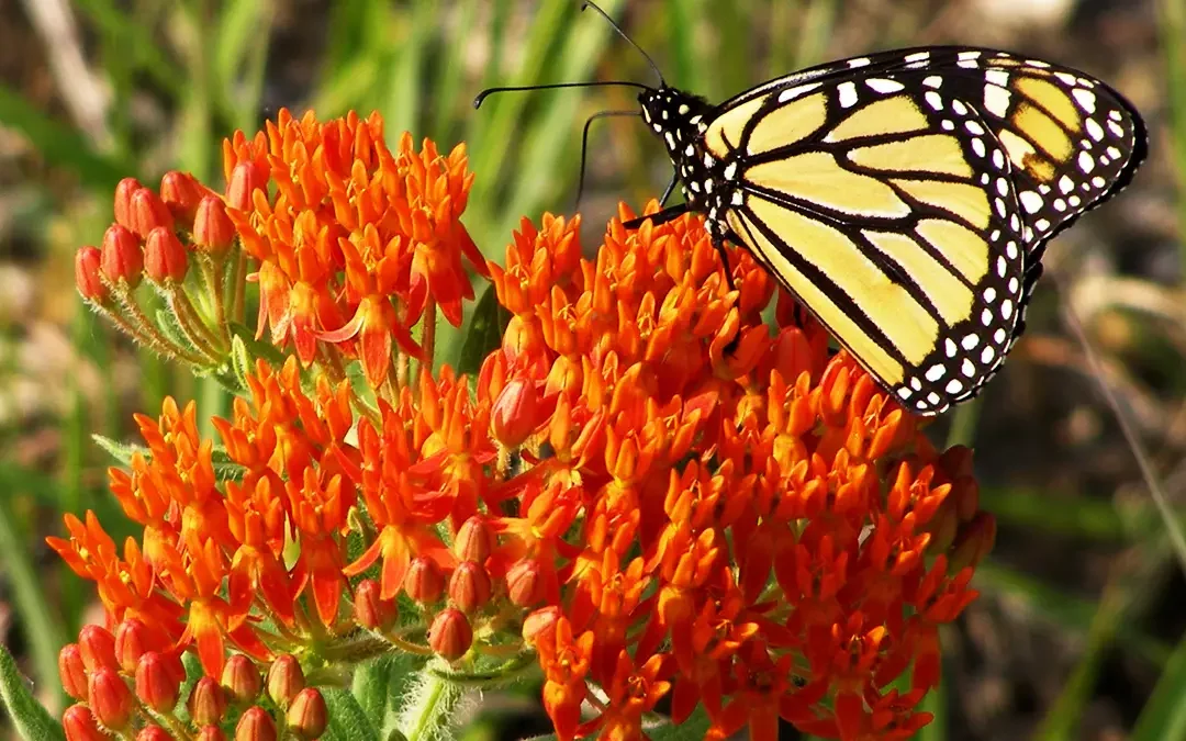 It’s Wamego Match Day!