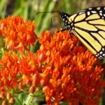 Close-up of a monarch butterfly feeding from a reddish-orange flower
