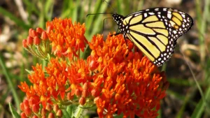Close-up of a monarch butterfly feeding from a reddish-orange flower