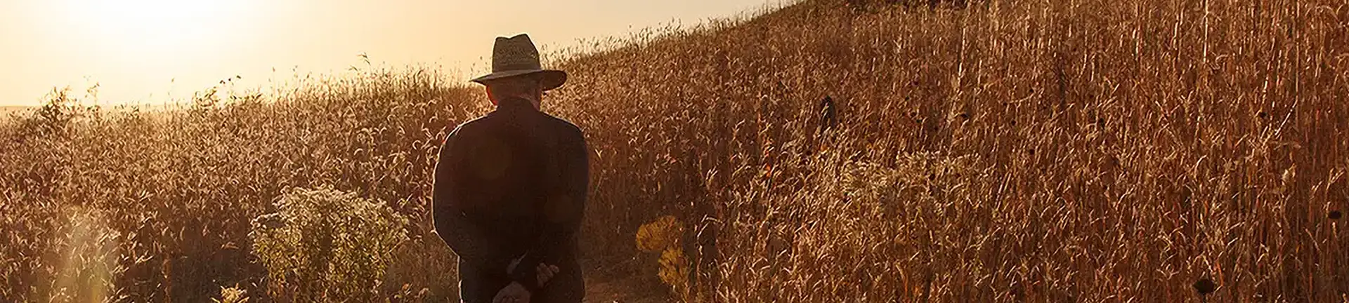 Man in partial silhouette walking up a hill covered in golden grasses during near-sunset light
