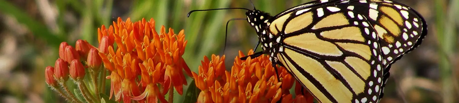 Monarch butterfly feeding on orange wildflowers at Mount Mitchell Heritage Prairie