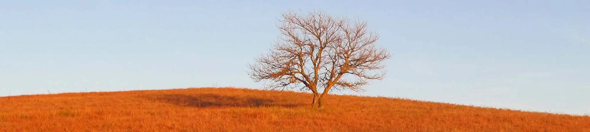 Uphill view of golden grass with a distant tree and light blue sky at Mount Mitchell Heritage Prairie