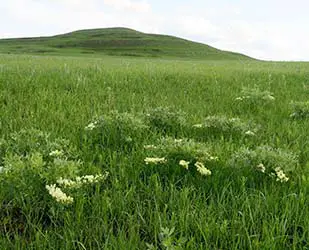 Mount Mitchell landscape Mountain with pale sky and greenish-white flowers in the foreground